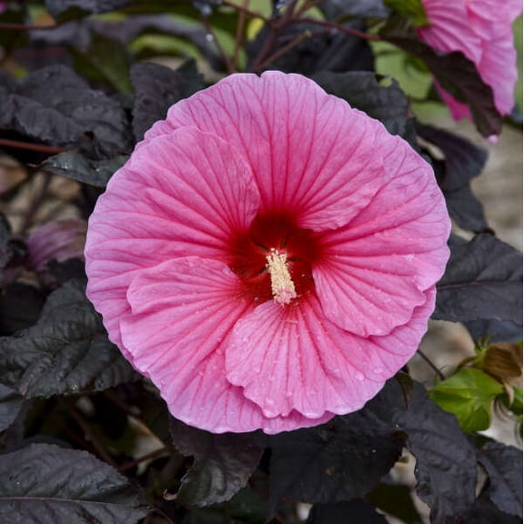 Edge of Night Hibiscus - One Gallon Container