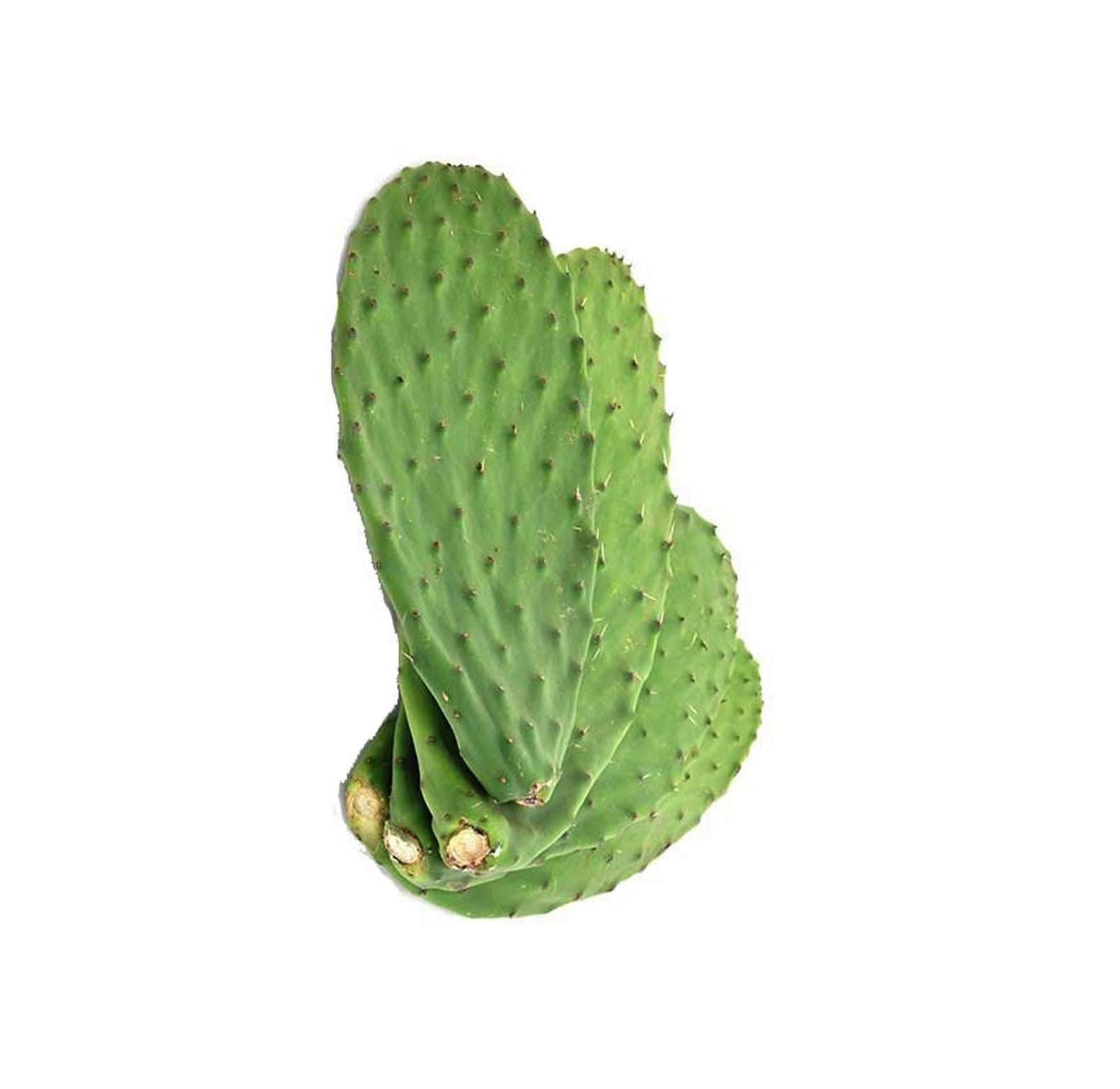 Cactus Peeler Pela Nopales Oneida Spoon Plus Free Gift