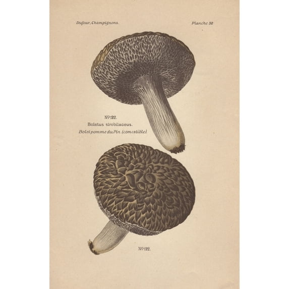 Edible Cone-Like Boletus Mushroom, Strobilomycesa Poster Print By ® Florilegius Mary Evans (18 X 24)