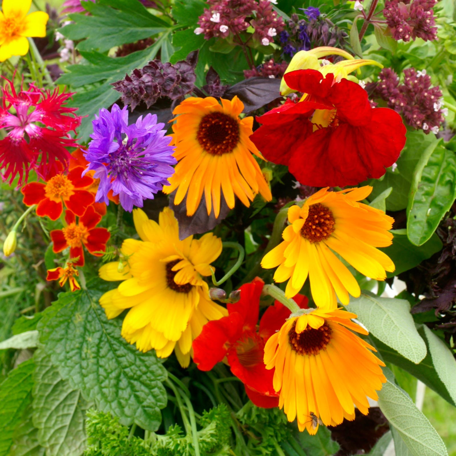 Edible Flower Garden Seed Mix - 1 Lb Bulk - Blend of Beautiful Flowers & Wildflowers: Lovage, Signet Marigold, Hyssop, Nasturtium, Spearmint & More
