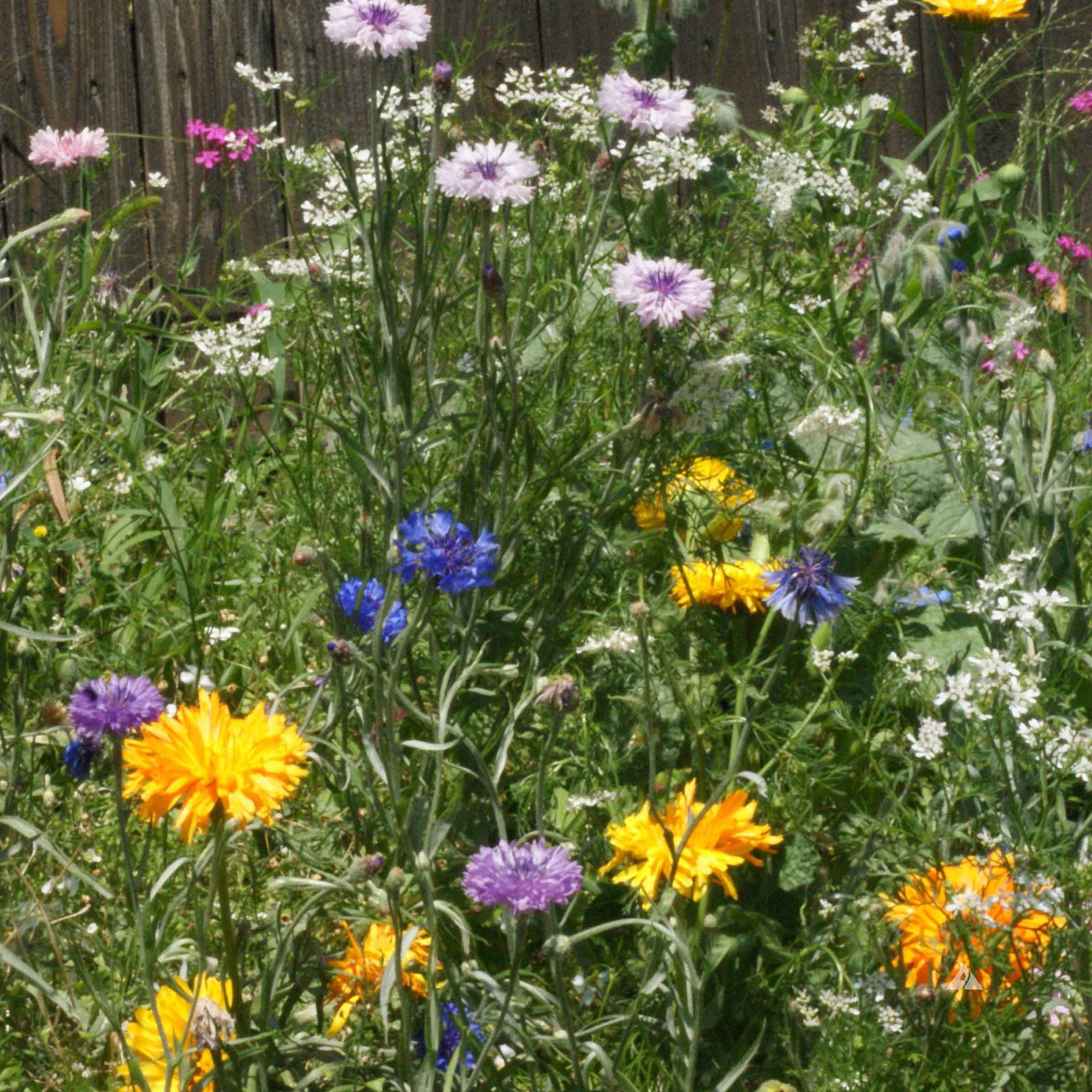 Edible Flower Seed Mix - 1 Oz ~10000 Seeds - Non-GMO, Flower Gardening & Microgreens