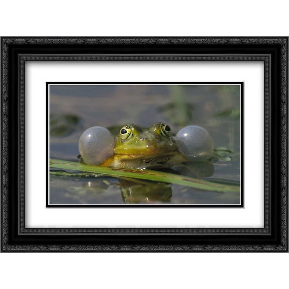 Edible Frog croaking in pond, Germany 2x Matted 24x18 Black Ornate Framed Art Print by Wothe, Konrad
