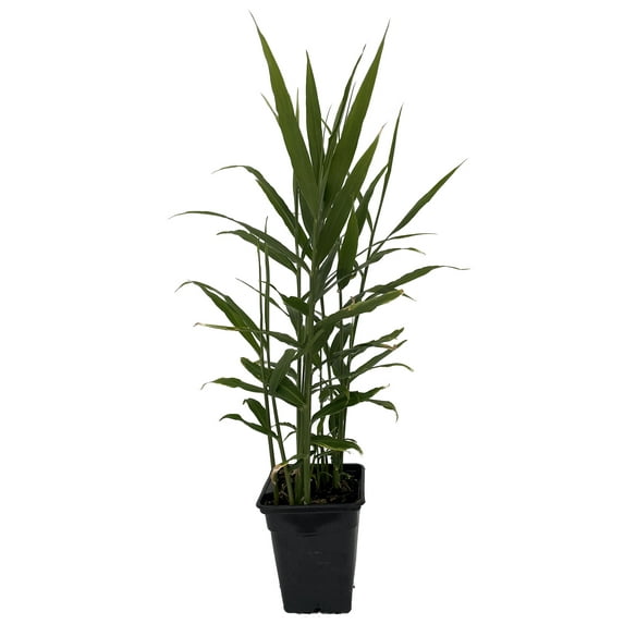 Edible Ginger Root Plant - Zingiber officionale - Quart Pot