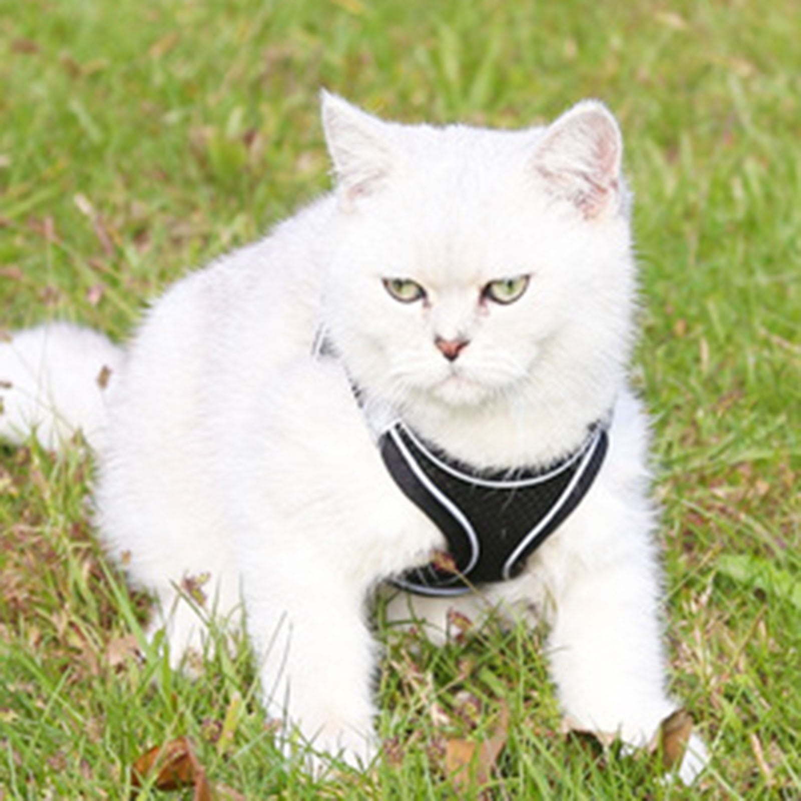 Ediodpoh Soft Small Dog Harness and Leash Set Step in Air Mesh Puppy