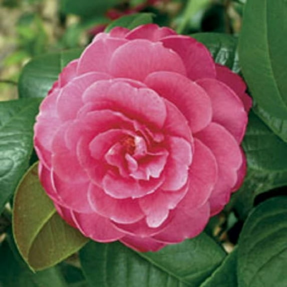 Expert Gardener Edithae Camellia (2.5 Quart) Flowering Evergreen Shrub with Dark Pink Blooms - Part Sun Live Outdoor Plant