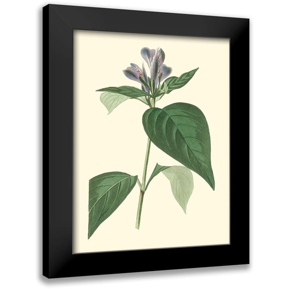 Edmonston-Douglas 12x14 Black Modern Framed Museum Art Print Titled - Tropical Fancy VI