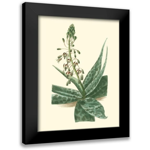 Edmonston-Douglas 19x24 Black Modern Framed Museum Art Print Titled - Tropical Fancy I