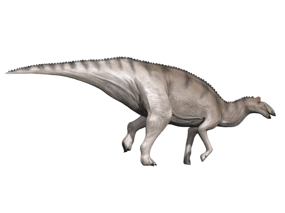 Edmontosaurus dinosaur Canvas Art - Nobumichi TamuraStocktrek Images (17 x 13)