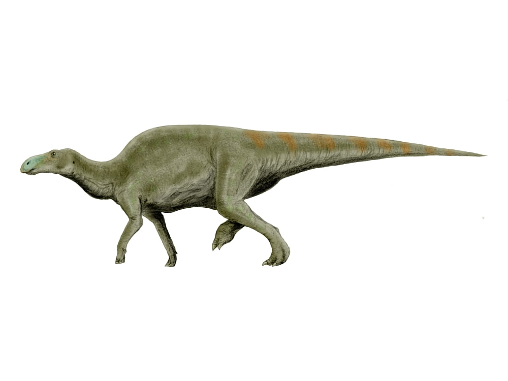 Edmontosaurus dinosaur Canvas Art - Nobumichi TamuraStocktrek Images (33 x 25)