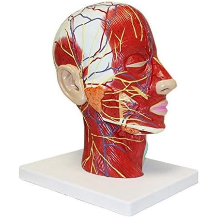 Education Scientifics Half Head Superficial Neurovascular Model with Musculature, Life Size for Anatomical Teach and Neck Vessels Nurse Study Training$$Other