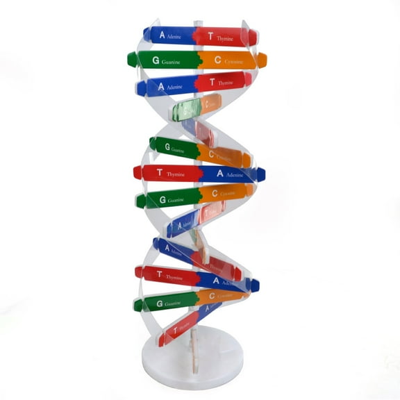 Educational Biology Kit for Preschool - Interactive 3D DNA Model and Genetic Structure Notions for Early Science Learning