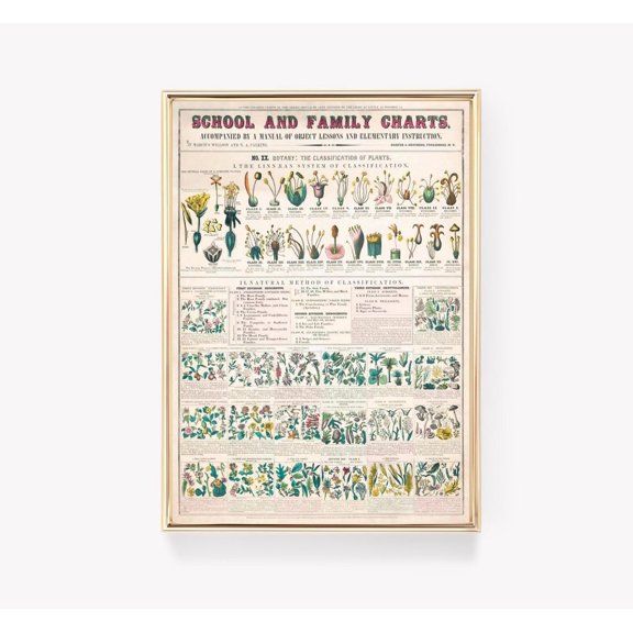 Educational Botany Classification Plant Chart Science Graphic Wall Art, Unframed Poster