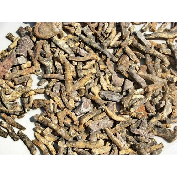 Educational Bulk Crinoid Stem Fossils -1 pound