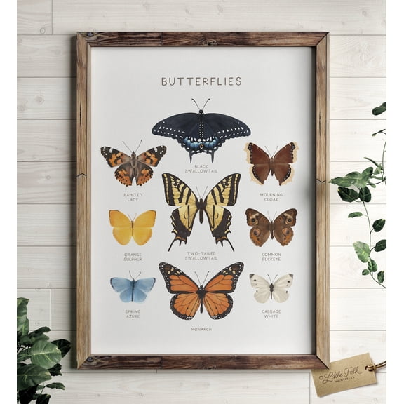 Educational Butterfly Chartmontessori Homeschool Decor Nature Classroom Poster Poster, Unframed Size 8x12