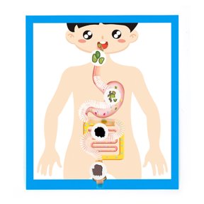 Educational Digestive Organ Model Easy to Assemble for Student and Teacher Digestive Organ Anatomy Model Teaching Tool