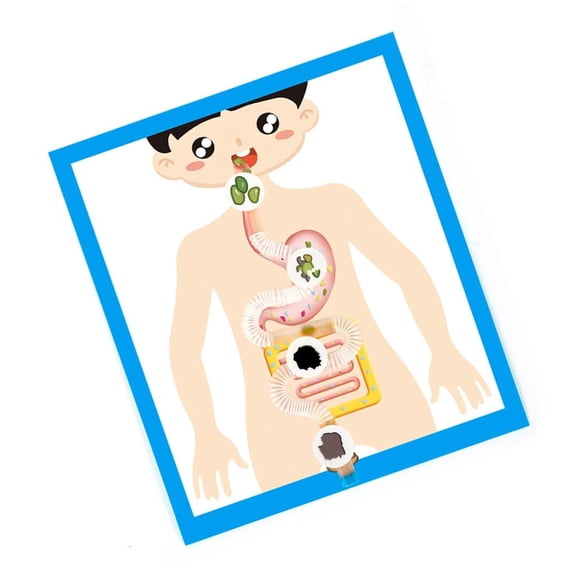 Educational Digestive System Model Easy to Assemble for Student and Teacher Digestive Organ Anatomy Model Teaching Tool