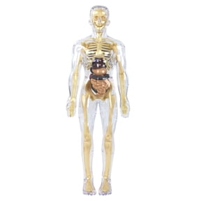 Realistic Anatomical Human Body Model Detachable Organs for Anatomy Teaching