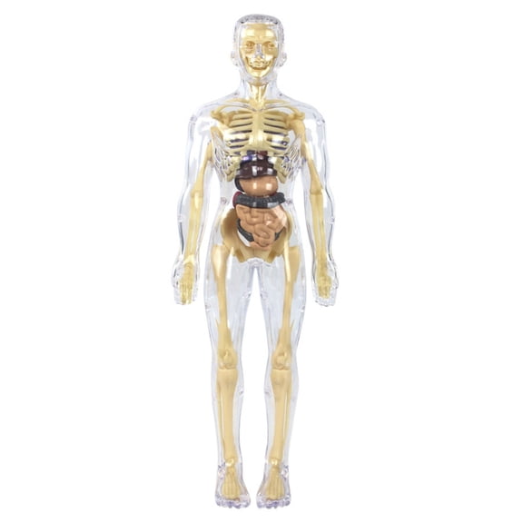 Educational Human Body Anatomy Model Clear Anatomical Human Skeleton Model with Detachable Organs Biology Teaching Tool