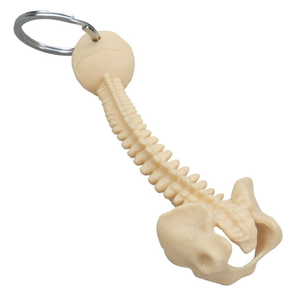 Educational Human Spine Skeleton Model Keychain Car Key Chain for Anatomy Enthusiasts Portable Classroom Teaching Tool