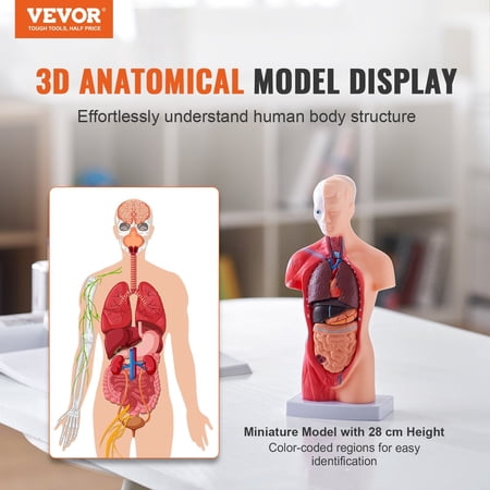 Educational Human Torso Model - 11" Tall, 15 Removable Organs, Ideal for Science Students & School Display