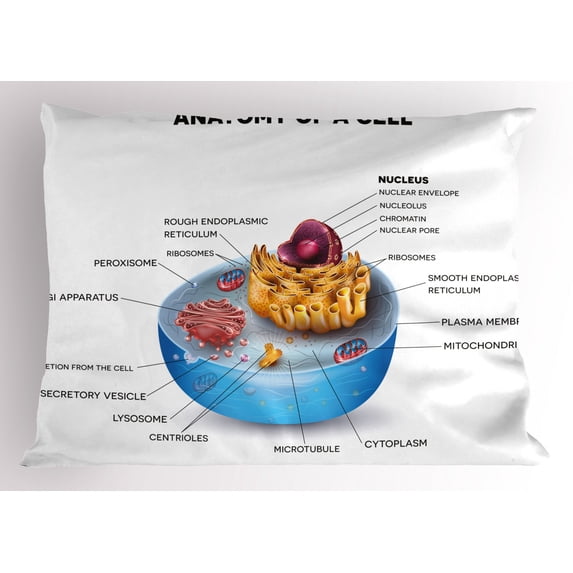 Educational Pillow Sham Cell Anatomy Microscopic Components Colorful Vivid Microbiology, Decorative Standard King Size Printed Pillowcase, 36 X 20 Inches, Pale Blue Purple Apricot, by Ambesonne
