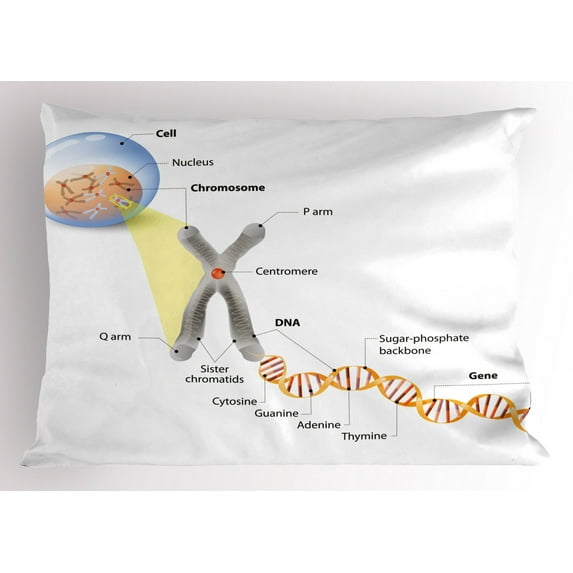 Educational Pillow Sham Cell Chromosome DNA Gene Genome Study Double Helix Evolution Science Research, Decorative Standard Size Printed Pillowcase, 26 X 20 Inches, Multicolor, by Ambesonne