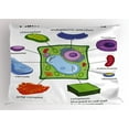 thumbnail image 1 of Educational Pillow Sham Chart Showing Plant Cell Components in Cartoon Style Science Living Structure, Decorative Standard Queen Size Printed Pillowcase, 30 X 20 Inches, Multicolor, by Ambesonne, 1 of 2
