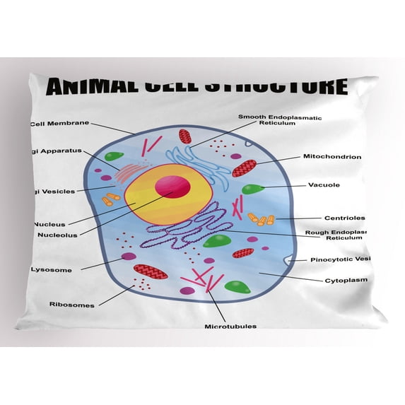 Educational Pillow Sham Microbiology Theme Animal Cell Structure Genetic Research School Study Science, Decorative Standard Size Printed Pillowcase, 26 X 20 Inches, Multicolor, by Ambesonne