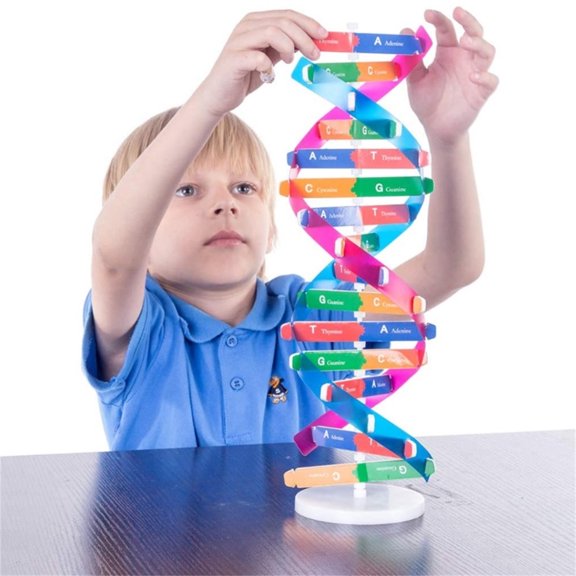 Educational Science Kit for Preschoolers Hands-on DNA Model Kit to Explore Biological Structure and Genetics