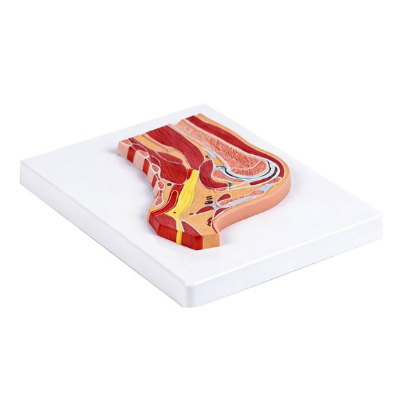 Educational Shoulder Anatomy Model With Color Coded Muscles and Ligaments