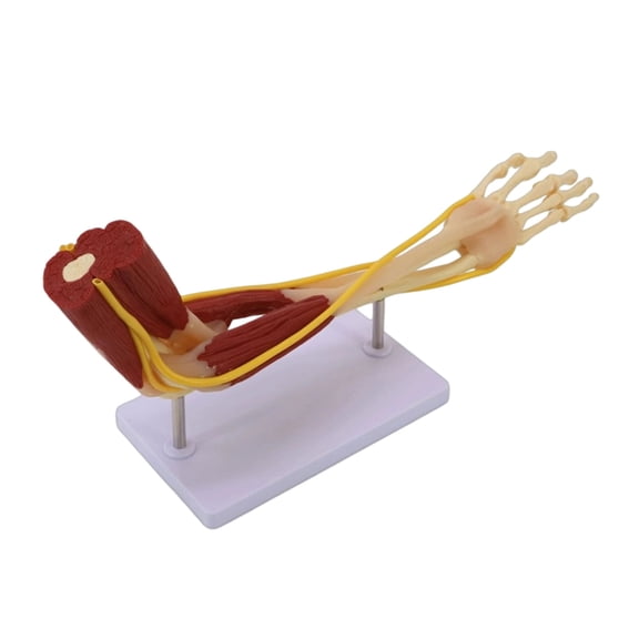 Educational Simulation Arm Anatomy Model Human Arm Model Set Features Muscles Nerves And Joints For Science Class Study
