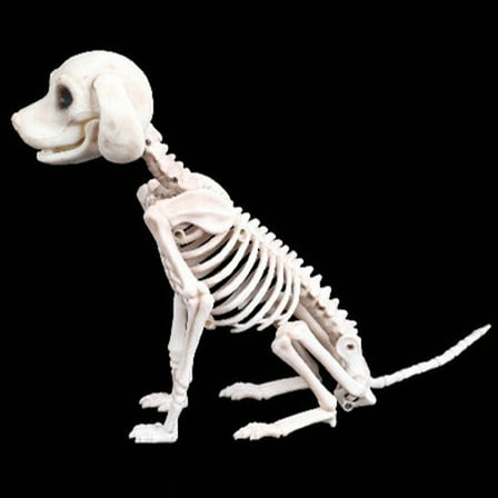 Educational Skeleton Dog Halloween Prop Decoration Featuring Bones for Unique Animal