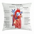 thumbnail image 1 of Educational Throw Pillow Cushion Cover, Medical Structure of the Hearts Human Body Anatomy Organ Veins Cardiology, Decorative Square Accent Pillow Case, 24 X 24 Inches, Coral Red Blue, by Ambesonne, 1 of 2
