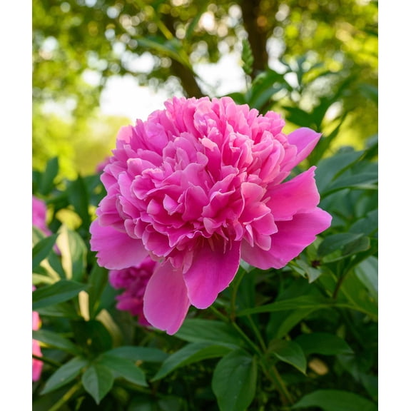 Edulis Superba Peony - 1 root division