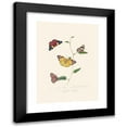 thumbnail image 1 of Edward Donovan 11x14 Black Modern Framed Museum Art Print Titled - An Epitome of the Natural History of the Insects of New Holland, New Zealand Pl.25 (1805), 1 of 5
