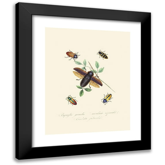Edward Donovan 12x14 Black Modern Framed Museum Art Print Titled - An Epitome of the Natural History of the Insects of New Holland, New Zealand Pl.07 (1805)
