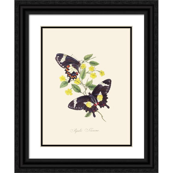 Edward Donovan 12x14 Black Ornate Wood Framed Double Matted Museum Art Print Titled: An Epitome of the Natural History of the Insects of New Holland, New Zealand Pl.12 (1805)