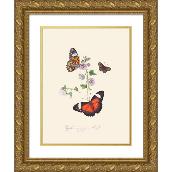 Edward Donovan 12x14 Gold Ornate Wood Frame and Double Matted Museum Art Print Titled - An Epitome of the Natural History of the Insects of New Holland, New Zealand Pl.23 (1805)