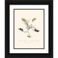 thumbnail image 1 of Edward Donovan 15x18 Black Ornate Wood Framed Double Matted Museum Art Print Titled - An Epitome of the Natural History of the Insects of New Holland, New Zealand Pl.33 (1805), 1 of 5