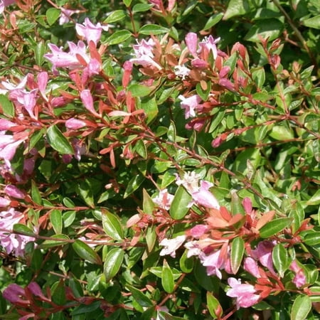 GoBuyPlants Abelia Edward Goucher - 3 Gal, Semi-Evergreen Shrub, Full/Part Sun, Outdoor