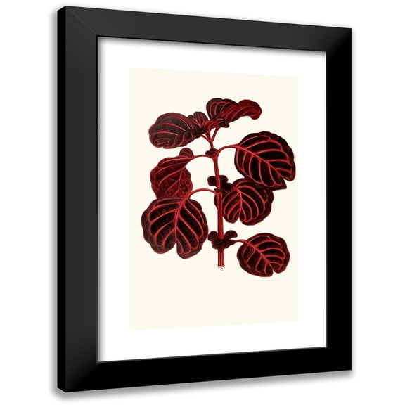 Edward Joseph Lowe 11x14 Black Modern Framed Museum Art Print Titled - Achyranthes Verschaffeltii (1867-1870)