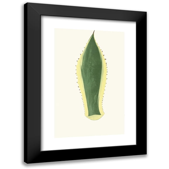Edward Joseph Lowe 11x14 Black Modern Framed Museum Art Print Titled - Agave Americana (1867-1870)