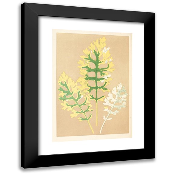 Edward Joseph Lowe 11x14 Black Modern Framed Museum Art Print Titled - Cineraria Maritima Fairbairnianum (1867-1870)