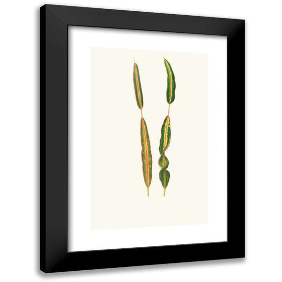 Edward Joseph Lowe 11x14 Black Modern Framed Museum Art Print Titled - Codlaeum Interruptum (1867-1870)