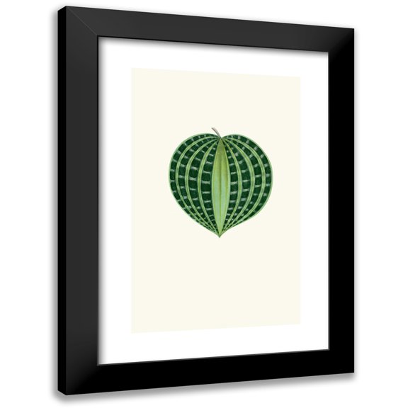 Edward Joseph Lowe 11x14 Black Modern Framed Museum Art Print Titled - Dichorisandra Undata (1867-1870)