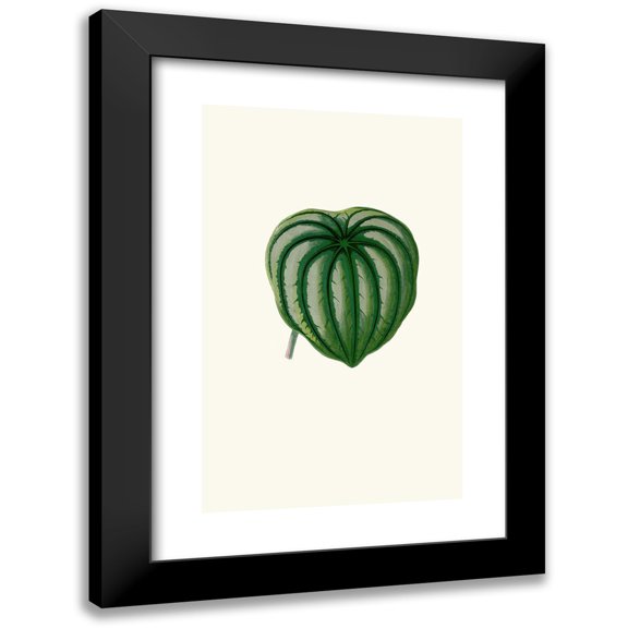 Edward Joseph Lowe 11x14 Black Modern Framed Museum Art Print Titled - Peperomia Argyrea (1867-1870)