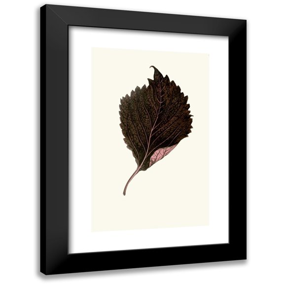 Edward Joseph Lowe 11x14 Black Modern Framed Museum Art Print Titled - Perilla Nankinensis (1867-1870)