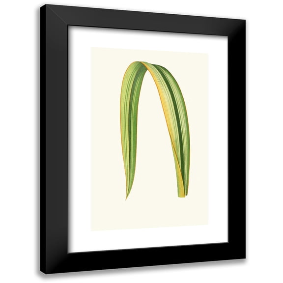 Edward Joseph Lowe 11x14 Black Modern Framed Museum Art Print Titled - Phormium Tenax (1867-1870)