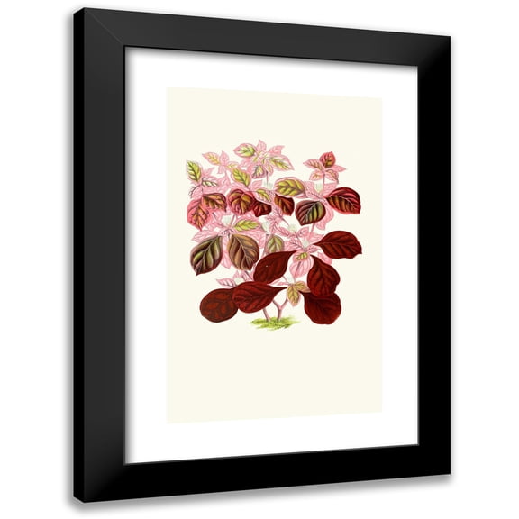 Edward Joseph Lowe 11x14 Black Modern Framed Museum Art Print Titled - Telanthera Ficoidea (1867-1870)