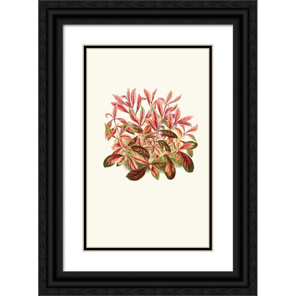 Edward Joseph Lowe 11x14 Black Ornate Wood Framed Double Matted Museum Art Print Titled: Alternanthera Sessilis (1867-1870)